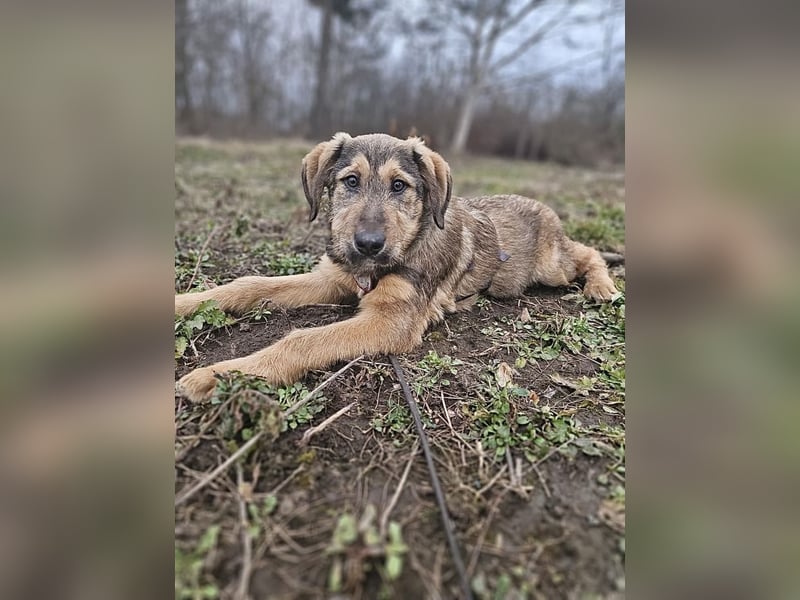 Viola - verspieltes Welpenmädchen sucht Zuhause mit Garten