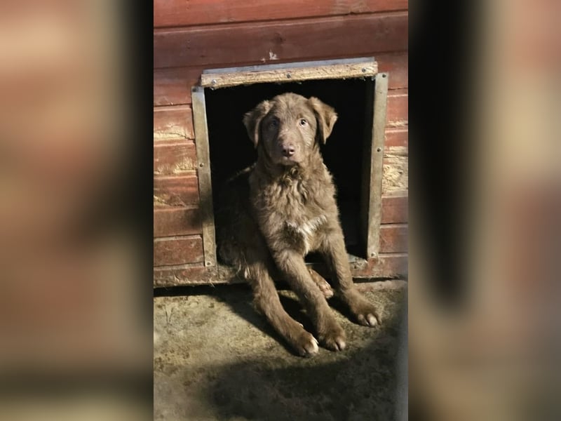 Coco - schüchterner HSH-Mix Welpe sucht Zuhause mit Garten