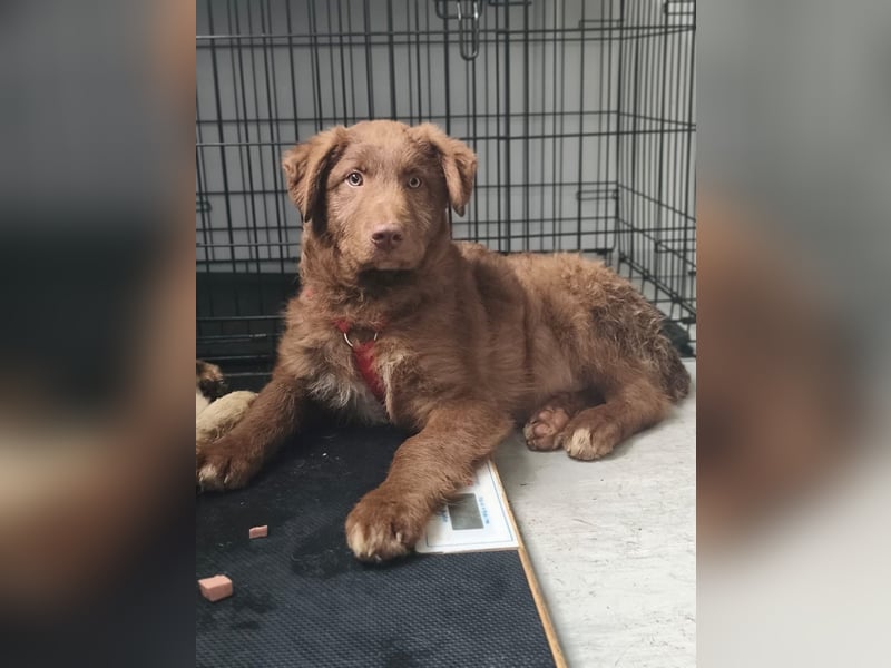 Coco - schüchterner HSH-Mix Welpe sucht Zuhause mit Garten