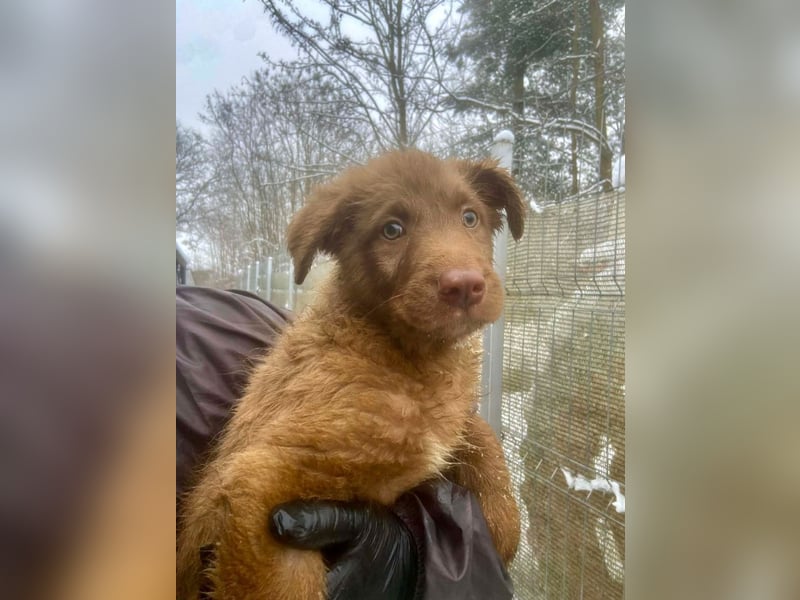 Coco - schüchterner HSH-Mix Welpe sucht Zuhause mit Garten