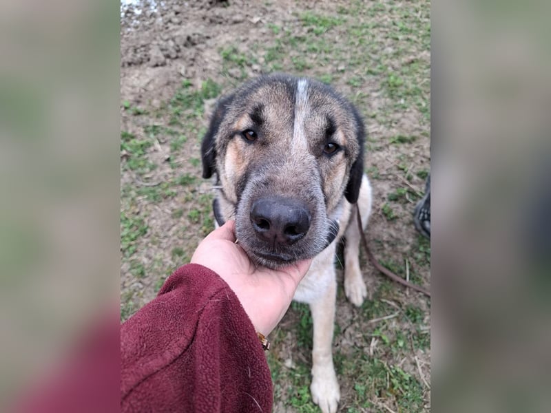 Dusty - freundlicher, verspielter, katzenverträglicher junger Rüde sucht ein Zuhause