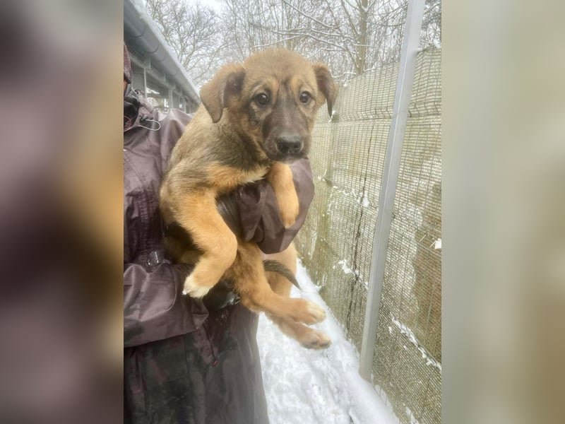 Willow - neugieriges Welpenmädchen sucht Zuhause mit Garten
