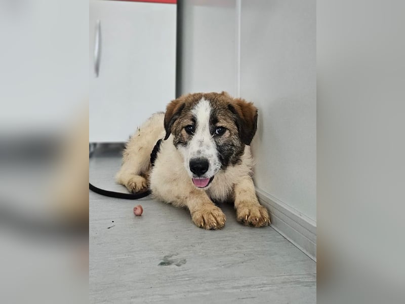 Miki - vorsichtiger HSH-Mix-Welpe sucht ein Zuhause mit Garten