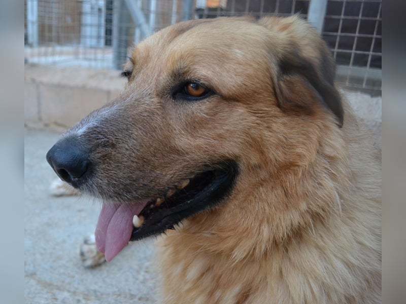 Murray - offener, freundlicher, ruhiger, verträglicher Rüde / z.Zt. noch in Spanien