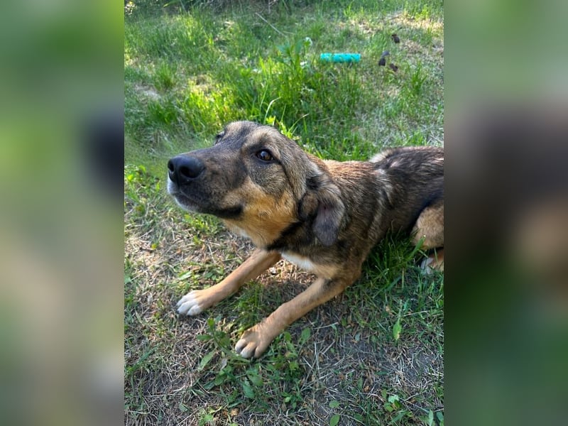 Willow - neugieriges, verspieltes Hunde-Mädchen sucht Zuhause mit Garten