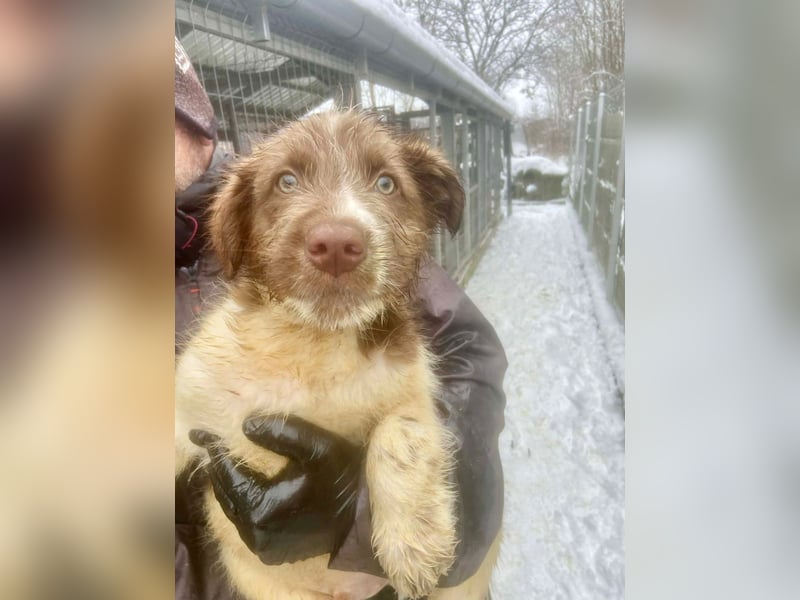 Bamboo - neugieriger, verspielter Welpe sucht Zuhause mit Garten