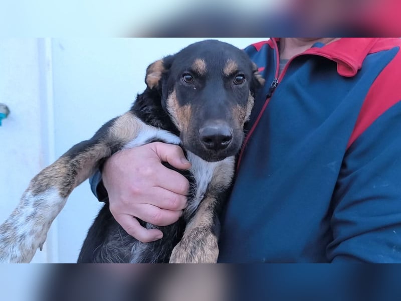 Hercules - erst etwas schüchtern, später anhänglich & verschmust