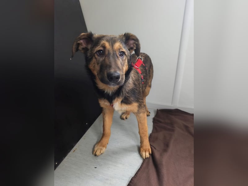 Willow - neugieriges Welpenmädchen sucht Zuhause mit Garten