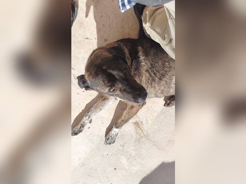 Ayala - freundliche, verschmuste HSH-Mix-Hündin aus Spanien