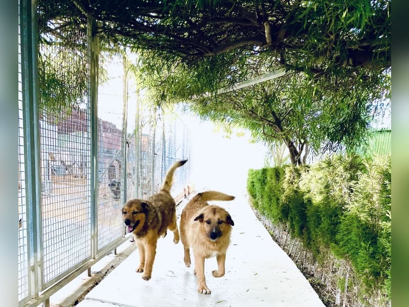 Murray - offener, freundlicher, ruhiger, verträglicher Rüde / z.Zt. noch in Spanien