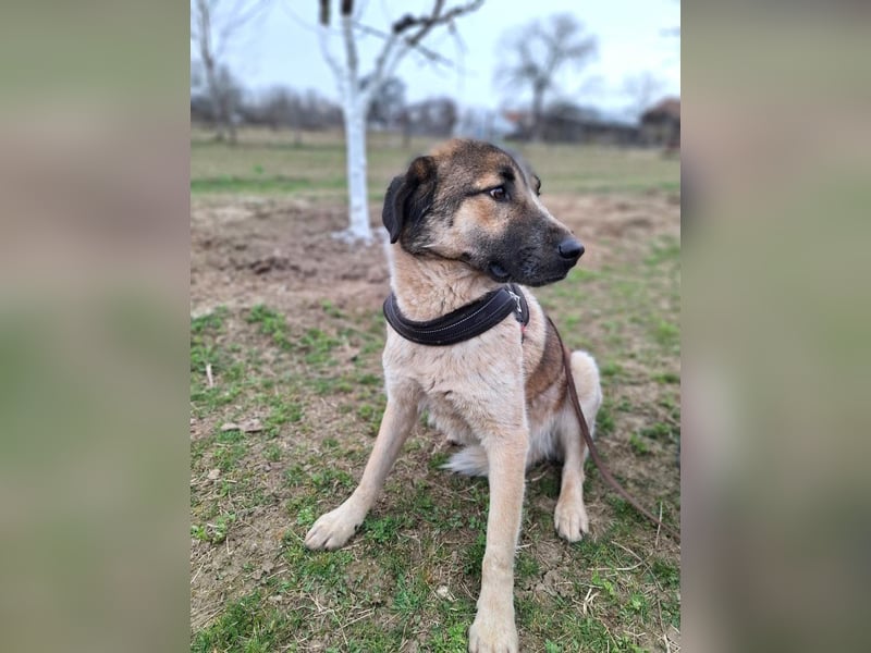 Dusty - freundlicher, verspielter, katzenverträglicher junger Rüde sucht ein Zuhause