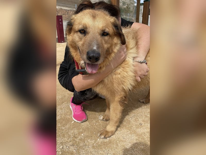 Murray - offener, freundlicher, ruhiger, verträglicher Rüde / z.Zt. noch in Spanien