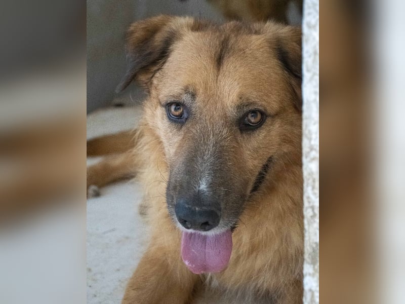 Murray - offener, freundlicher, ruhiger, verträglicher Rüde / z.Zt. noch in Spanien