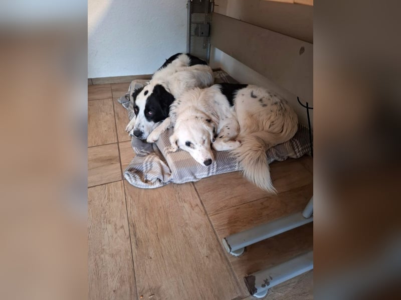 Baron - sehr netter, menschenbezogener HSH-Rüde sucht Zuhause / auf PS in Bad Karlshafen