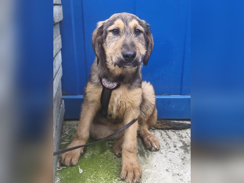 Viola - verspieltes Welpenmädchen sucht Zuhause mit Garten