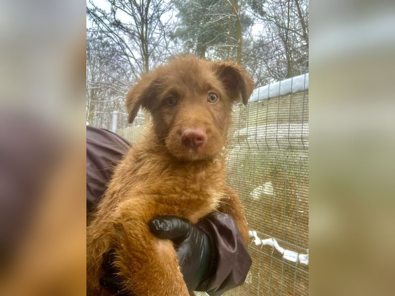 Coco - schüchterner HSH-Mix Welpe sucht Zuhause mit Garten