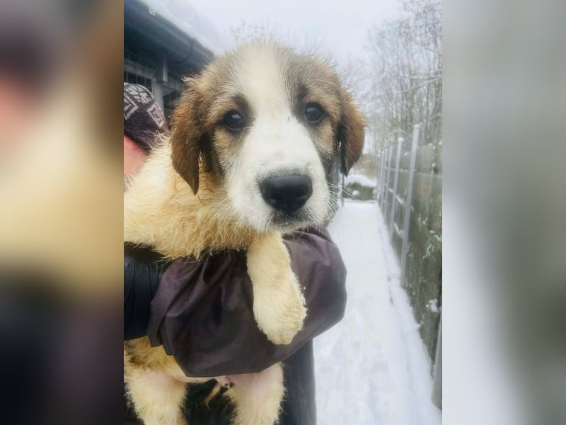 Miki - vorsichtiger HSH-Mix-Welpe sucht ein Zuhause mit Garten
