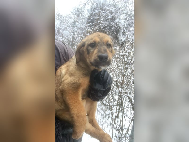 Viola - verspieltes Welpenmädchen sucht Zuhause mit Garten