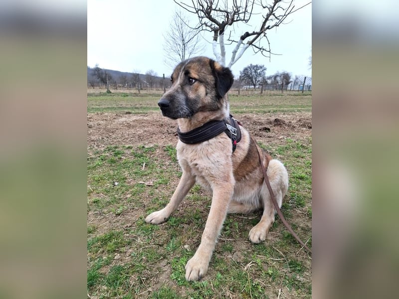 Dusty - freundlicher, verspielter, katzenverträglicher junger Rüde sucht ein Zuhause