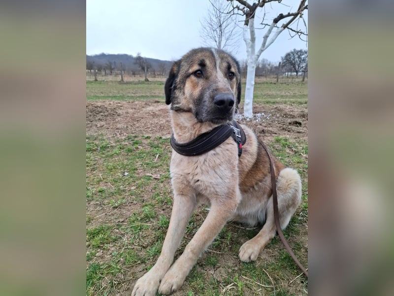 Dusty - freundlicher, verspielter, katzenverträglicher junger Rüde sucht ein Zuhause