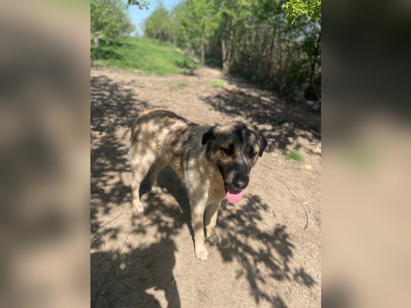 Dusty - verspielter freundlicher, katzenverträglicher junger Mischlingsrüde / z.Zt. noch in Rumänien