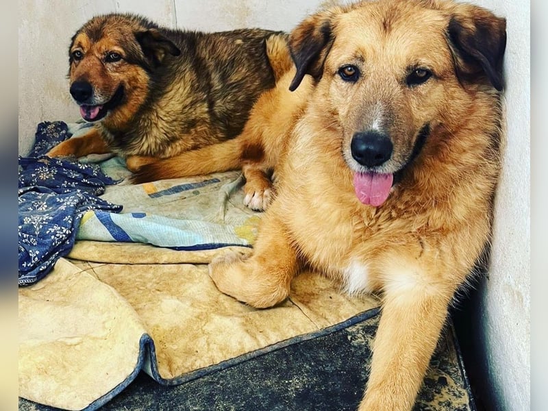 Murray - offener, freundlicher, ruhiger, verträglicher Rüde / z.Zt. noch in Spanien