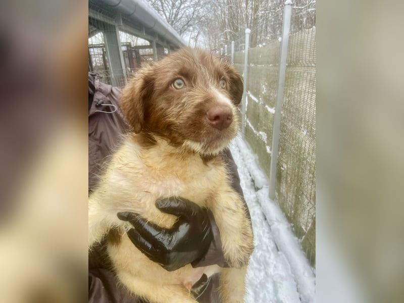 Bamboo - neugieriger, verspielter Welpe sucht Zuhause mit Garten