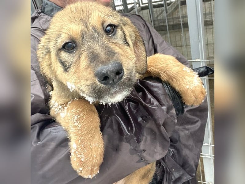 Viola - verspieltes Welpenmädchen sucht Zuhause mit Garten