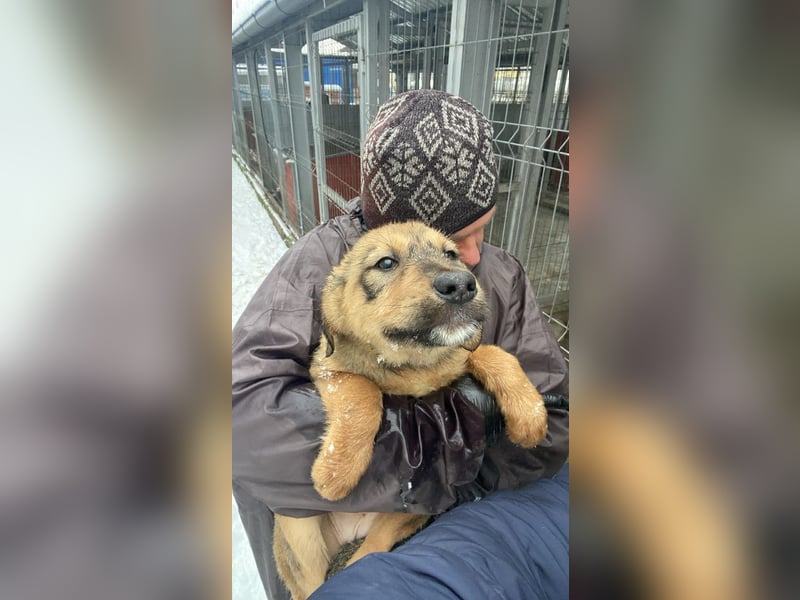 Viola - verspieltes Welpenmädchen sucht Zuhause mit Garten