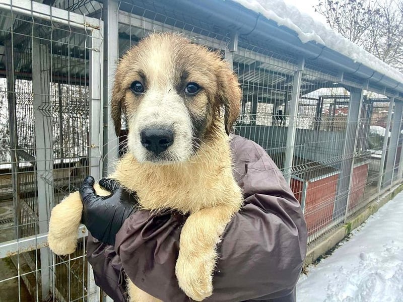 Miki - vorsichtiger HSH-Mix-Welpe sucht ein Zuhause mit Garten