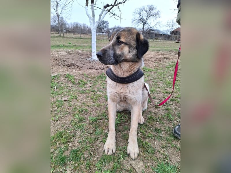 Dusty - freundlicher, verspielter, katzenverträglicher junger Rüde sucht ein Zuhause