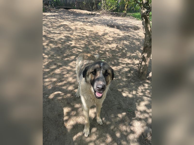 Dusty - verspielter freundlicher, katzenverträglicher junger Mischlingsrüde / z.Zt. noch in Rumänien