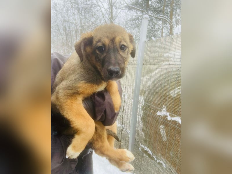 Willow - neugieriges Welpenmädchen sucht Zuhause mit Garten