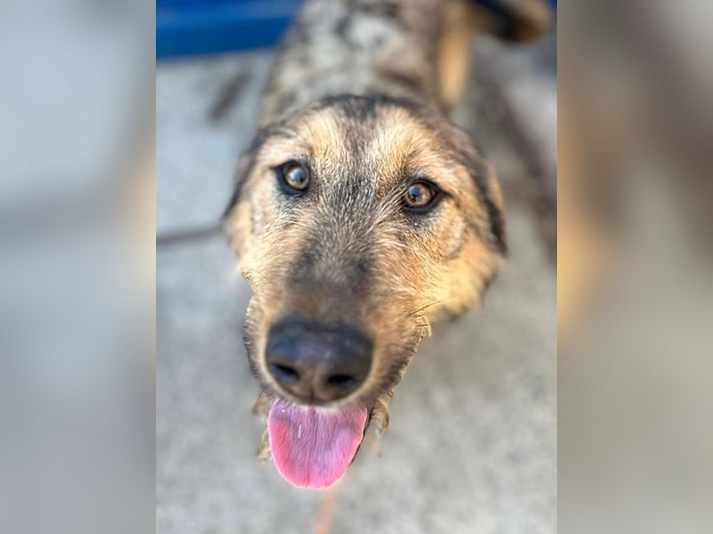 Viola - freundliches, verspieltes Hunde-Mädchen sucht Zuhause mit Garten