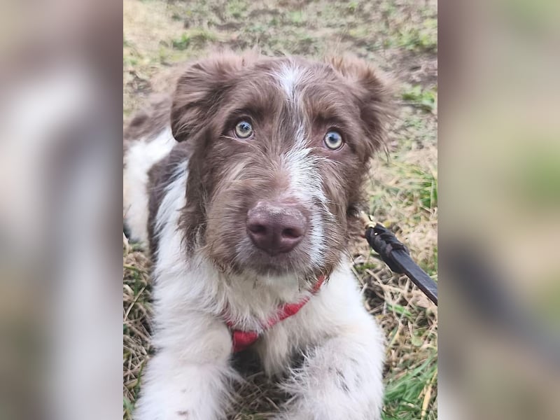 Bamboo - neugieriger, verspielter Welpe sucht Zuhause mit Garten