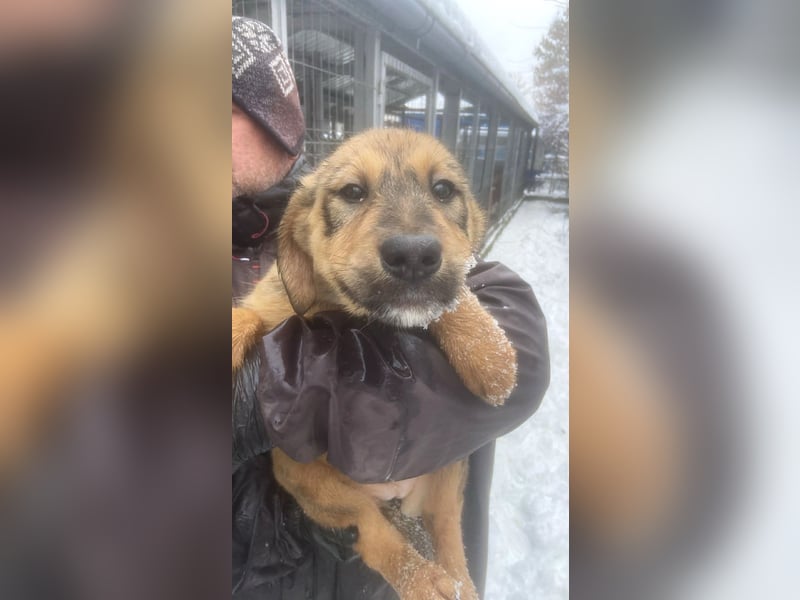 Viola - verspieltes Welpenmädchen sucht Zuhause mit Garten