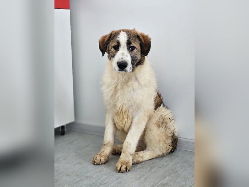 Miki - vorsichtiger HSH-Mix-Welpe sucht ein Zuhause mit Garten