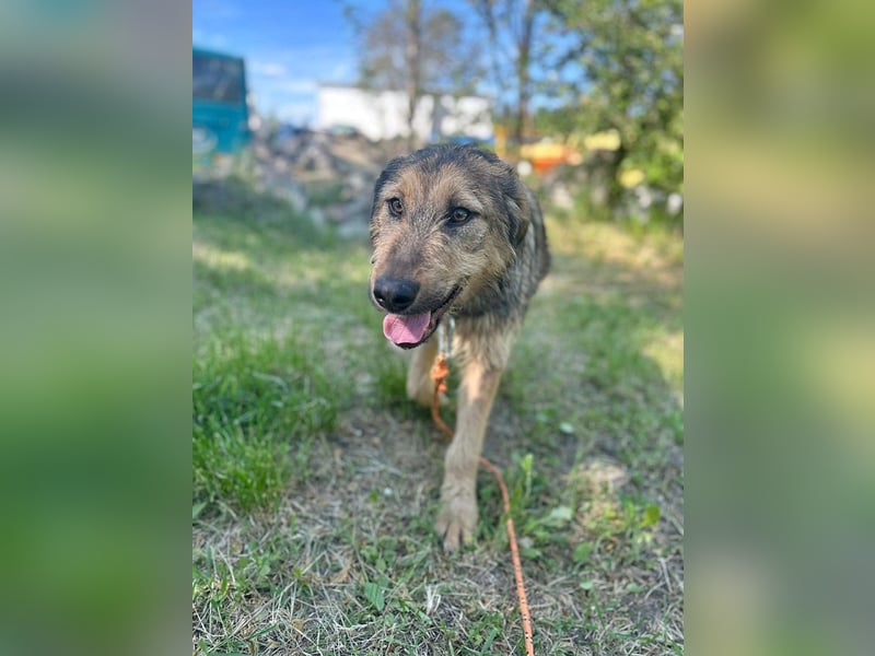 Viola - freundliches, verspieltes Hunde-Mädchen sucht Zuhause mit Garten
