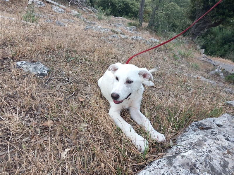 Vici – ein Zuhause finden……..