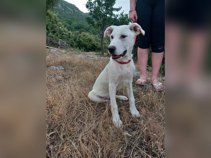 Vici – ein Zuhause finden……..