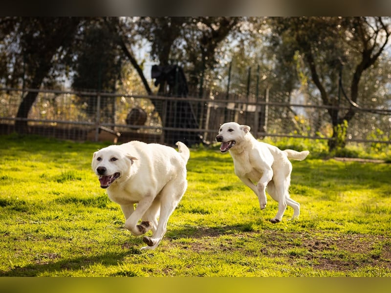 Vici – ein Zuhause finden……..