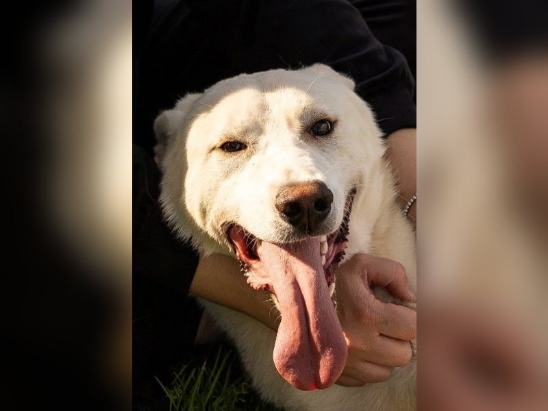 Alby – unbedingt ein Zuhause finden……..