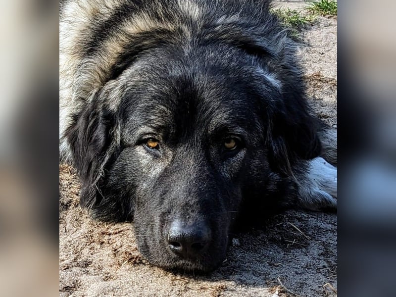 Püppi – endlich für immer ankommen!