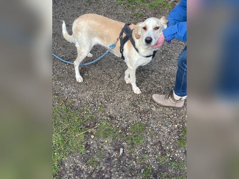 Aurelia – gerettet,aber noch nicht Zuhause