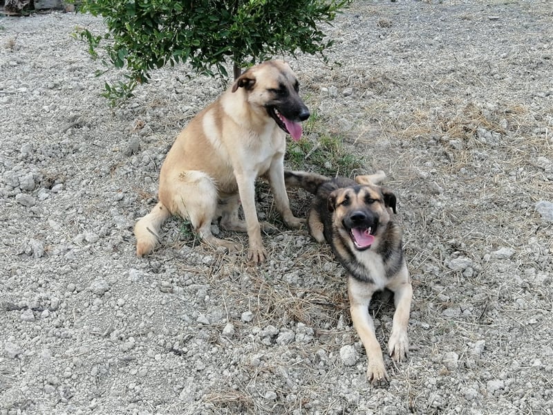 Sirius, ein (künftig) doppelt hell leuchtender Stern am Hundehimmel.