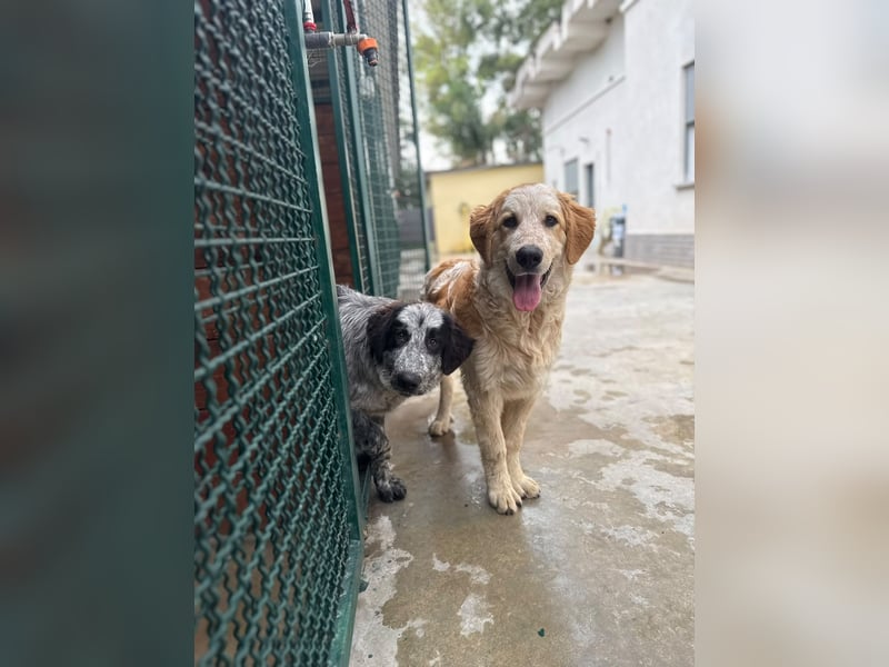 Nikki: „Ich werde mal ein groß(artig)er Familienhund"