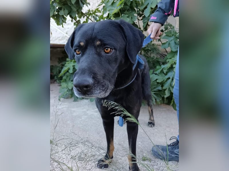 Lillo:“Darf ich mich als Familienhund vorstellen...“