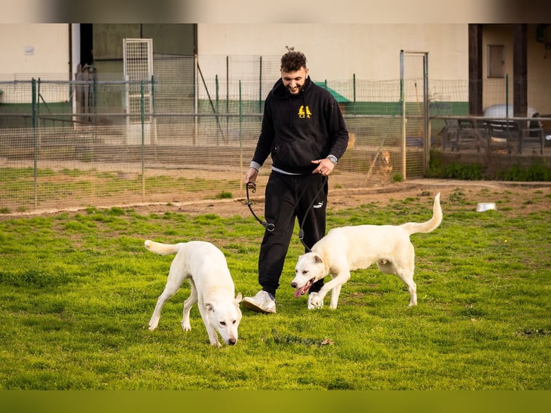 Vici – ein Zuhause finden……..