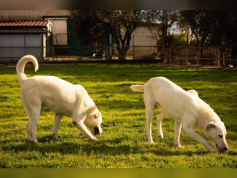 Vici – ein Zuhause finden……..