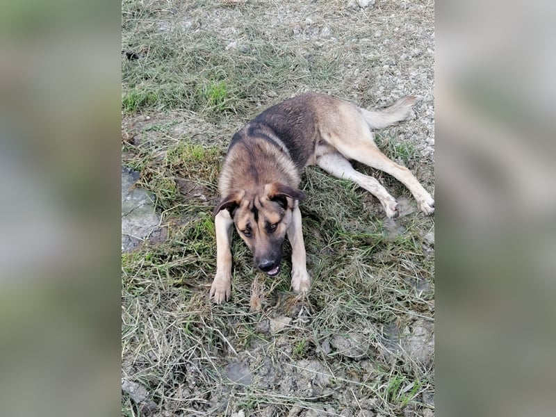 Sirius, ein (künftig) doppelt hell leuchtender Stern am Hundehimmel.